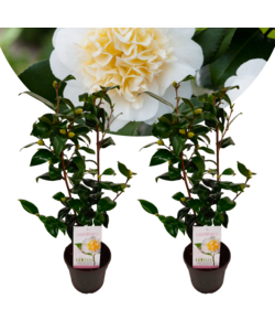 Camellia japonica Brushfield's Yellow - Set di 2 - Vaso 15cm - Altezza 50-60cm