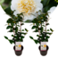 Camellia japonica Brushfield's Yellow - Set de 2 - Pot 15cm - Hauteur 50-60cm