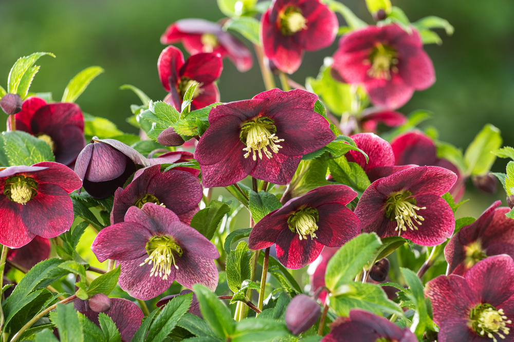 Helleborus orientalis - x6 - Piante da giardino - Vaso 12cm