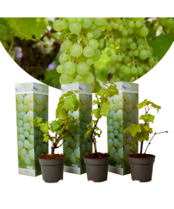Piante di uva - Set di 3 - Vitis Vinifera - Uva Bianco - ⌀9cm - Altezza 25-40cm