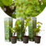 Grape plants White - Set of 3- Pot 9cm - Height 25-40 cm