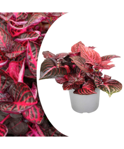 Iresine Herbstii 'Red' - Biefstukplant - Pot 13cm - Hoogte 20-30cm