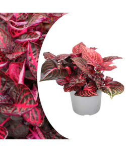 Iresine Herbstii 'Rouge' - Plante steak - Pot 13cm - Hauteur 20-30cm