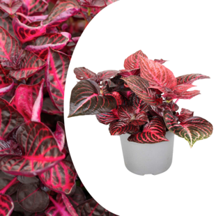 Iresine Herbstii 'Rouge' - Plante steak - Pot 13cm - Hauteur 20-30cm