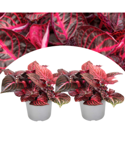 Iresine Herbstii 'Red' - Set van 2 - Biefstukplant - Pot 13cm - Hoogte 20-30cm