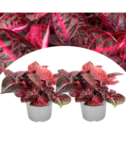 Iresine Herbstii 'Rich Red Star' - Red - Set of 2 - ⌀13cm - Height 20-30cm
