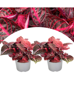 Iresine Herbstii 'Rouge' - Set de 2 - Plante à tige - Pot 13cm - Hauteur 20-30cm