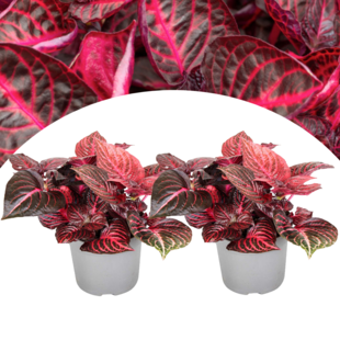 Iresine Herbstii 'Red' - Set van 2 - Biefstukplant - Pot 13cm - Hoogte 20-30cm