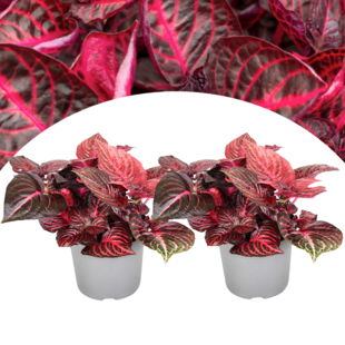 Iresine Herbstii 'Rouge' - Set de 2 - Plante à tige - Pot 13cm - Hauteur 20-30cm