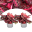 Iresine Herbstii Iresine Herbstii 'Red' - Set van 2 - Biefstukplant - Pot 13cm - Hoogte 20-30cm