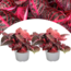 Iresine Herbstii Iresine Herbstii 'Rich Red Star' - Red - Set of 2 - ⌀13cm - Height 20-30cm