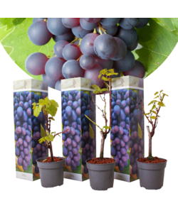 Grape plants Blue - Set of 3 - ø9cm - Height 25-40 cm