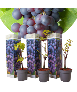 Piante di uva - Set di 3 - Vitis Vinifera - Uva Blu - Duro - ⌀9cm - Alt. 25-40cm