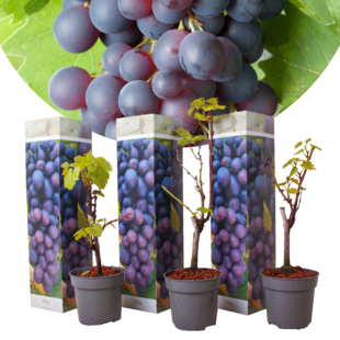 Grape plants Blue - Set of 3 - ø9cm - Height 25-40 cm