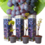 Plants de Raisin - Set de 3 - Vitis Vinifera - Bleu - Pot 9cm - Hauteur 25-40cm