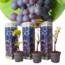 Vitis vinifera - Juego de 3 - Cepa Cabernet Franc - ⌀ 9 cm - Altura 25-40 cm