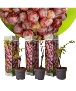 Piante di uva - Set di 3 - Vitis Vinifera - Uva Rosso - ⌀9cm - Altezza 25-40cm