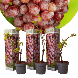 Vitis vinifera Pinot Gris - 3er Set - Weinrebe -Topf 9cm -Höhe 25-40cm