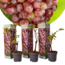 Plants de Raisin - Set de 3 - Vitis Vinifera - Rouge - Pot 9cm - Hauteur 25-40cm