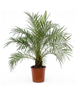 Phoenix roebelenii - Dwarf date palm - ø21cm - Height 80-90cm