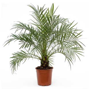 Phoenix roebelenii - Dwarf date palm - ø21cm - Height 80-90cm