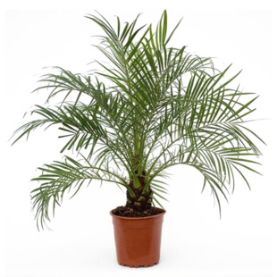 Phoenix roebelenii - Dwergdadelpalm - Pot 21cm - Hoogte 80-90cm