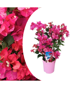 Bougainvillea auf Gestell - Rosa - Kletterpflanze - Topf 17cm-Höhe 50-60cm