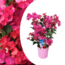 Bougainvillea na stojaku - Bugenwilia - ⌀17cm - Wysokość 50-60cm