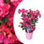 Bougainvillea on rack - Pink flowers - Climbing plant - ø17cm - Height 50-60cm