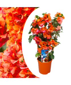 Bougainvillea 'Dania' på stativ - Orange blomster - ø17cm - Højde 50-60cm