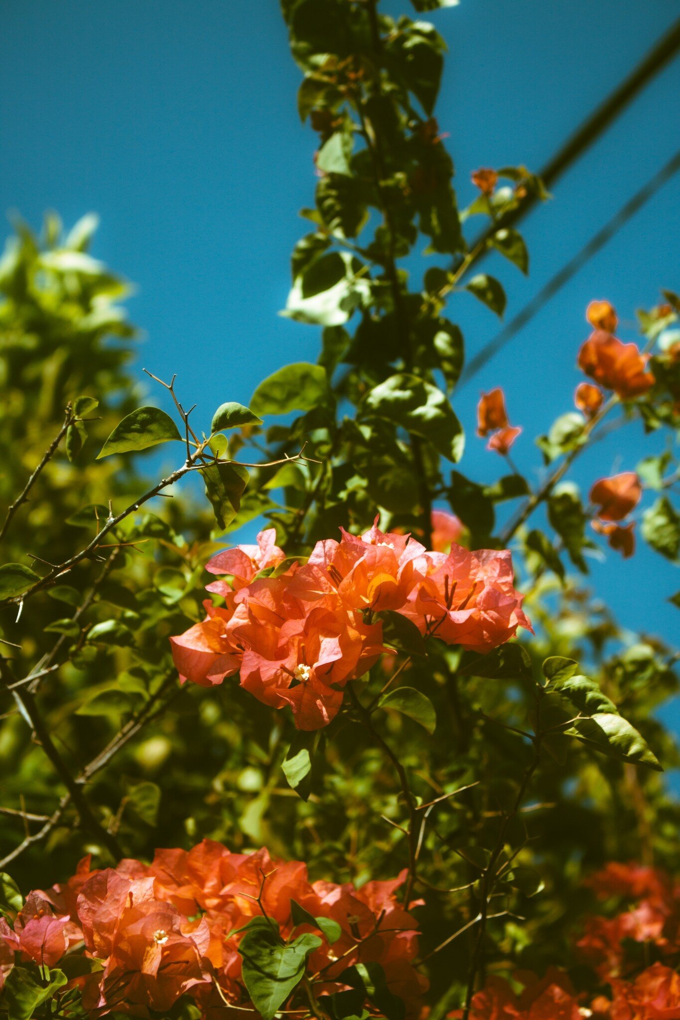 Bougainvillea 'Dania' on Rack - Orange flowers - ø17cm - Height 50-60cm ...