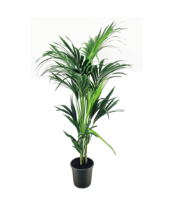 Howea forsteriana - Kentia - Pot 21cm - Hauteur 130-140cm