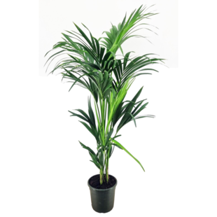 Kentia Indoor palm XXL - Large Houseplant - ø21cm - Height 130-140cm