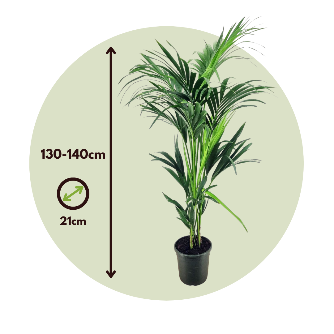 Kentia Palm Lux Large H.140cm