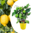 Citrus Limon - Citronnier - Pot 14cm - Hauteur 40-45cm