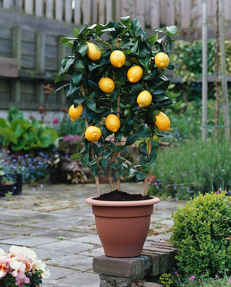 Citrus Limon - Citronnier - Pot 14cm - Hauteur 40-45cm - FloraStore