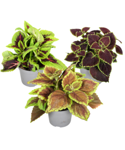 Coleus - Brandnetelplant- Mix van 3 - Pot 13cm - Hoogte 25-40cm