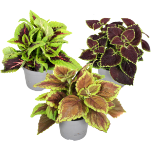 Coleus - Brandnetelplant- Mix van 3 - Pot 13cm - Hoogte 25-40cm