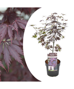 Acer palmatum 'Black Lace' - Japanese maple tree - ø19cm - Height 60-70cm