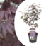 Acer palmatum 'Black Lace' - Acero giapponese - Vaso 19cm - Altezza 60-70cm