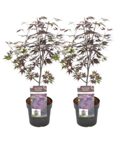 Acer palmatum 'Black Lace' - 2er Set - Ahorn - Topf 19cm - Höhe 60-70cm