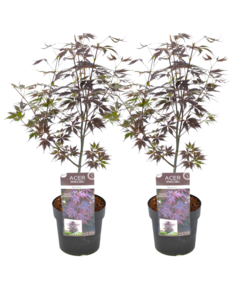 Acer palmatum 'Black Lace' - Set de 2 - Erable - Pot 19cm - Hauteur 60-70cm