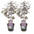 Acer palmatum 'Black Lace' - Set of 2 - Maple - ø19cm - Height 60-70cm