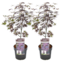Acer palmatum 'Black Lace' - Sæt med 2 - Ahorntræ - ⌀19cm - Højde 60-70 cm