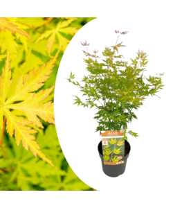 Acer palmatum 'Orange Lace' - Japanse Esdoorn - Pot 19 - Hoogte 60-70cm