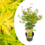 Acer palmatum - Acero giapponese 'Orange Lace' - ⌀ 19 - Altezza 60-70cm