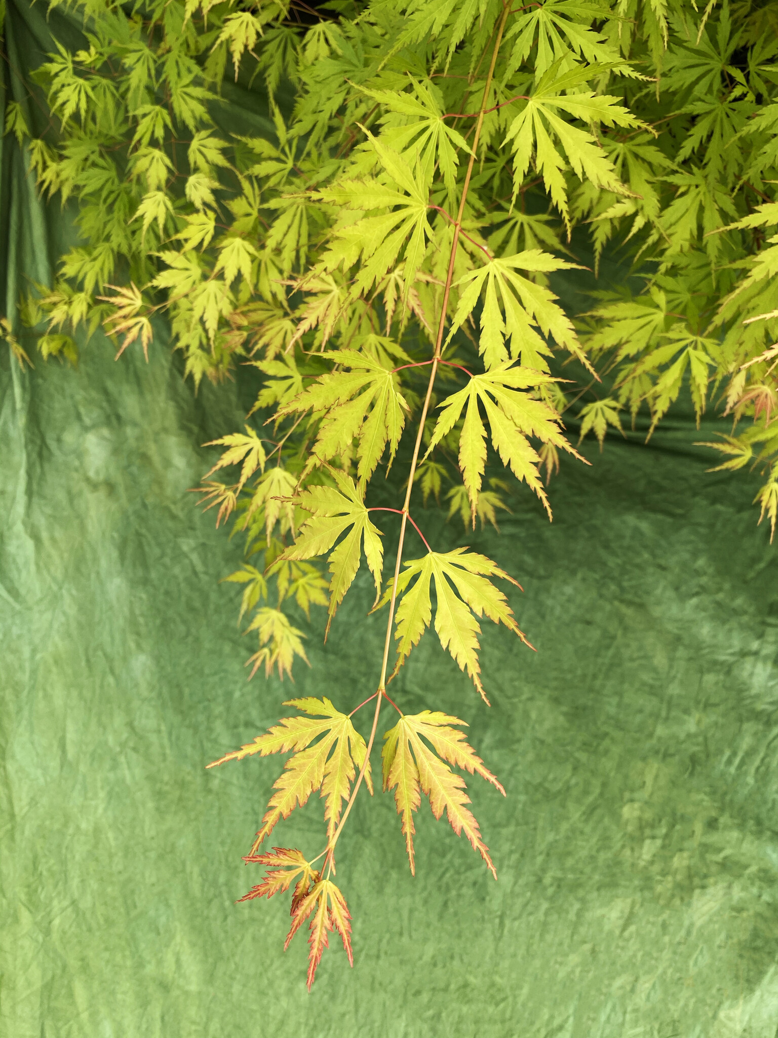 Buy Japanese maple Acer palmatum 'Orange Lace ('Sonkoot9') (PBR)