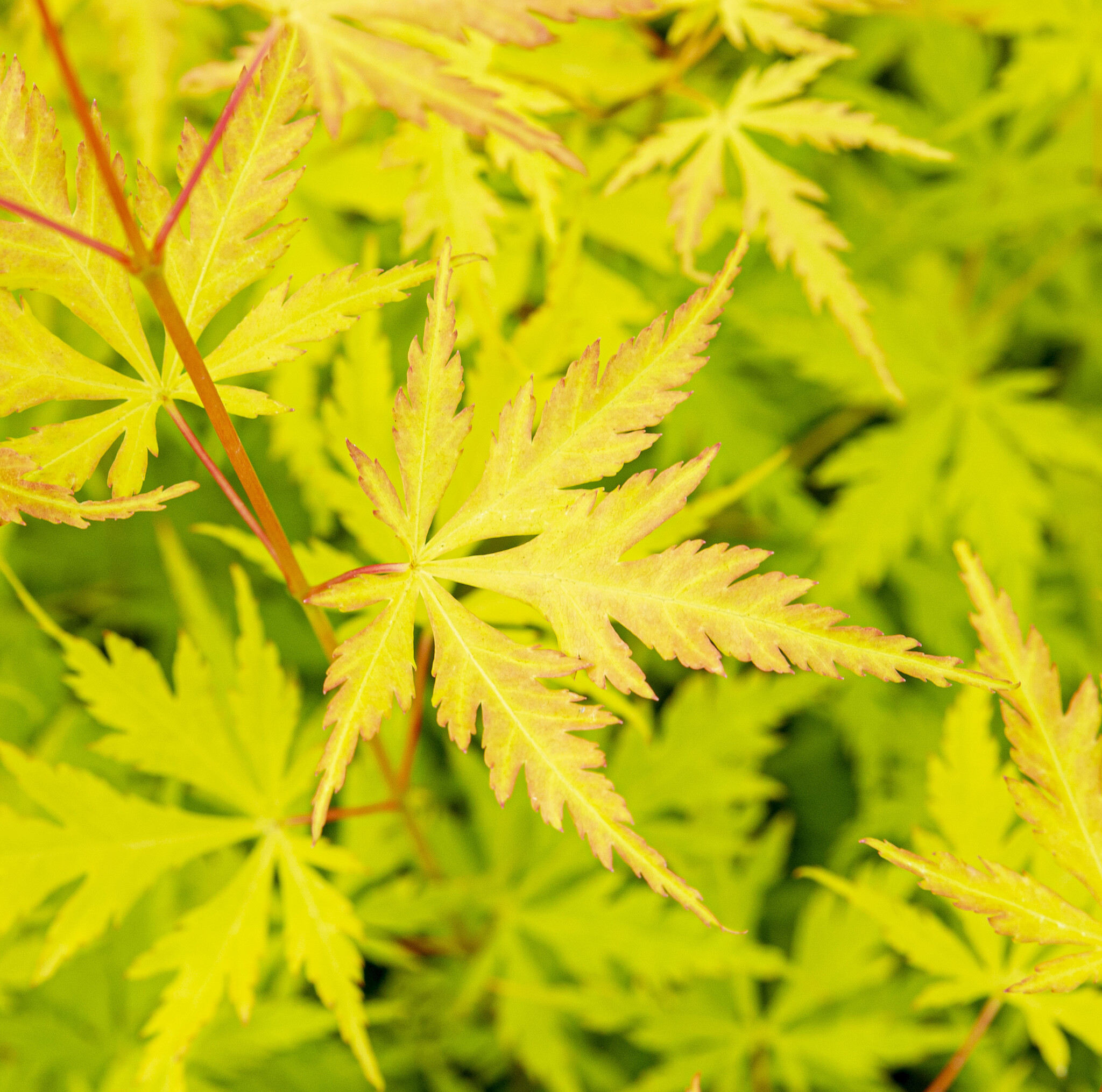 Japanese Maple, Orange Lace, Acer palmatum Orange Lace (Japanese