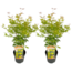 Acer palmatum 'Orange Lace' - Set van 2 - Esdoorn - Pot 19 - Hoogte 60-70cm