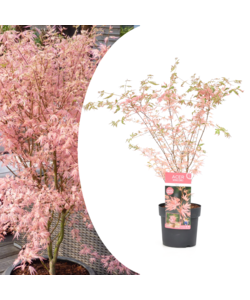 Acer palmatum - Japanischer Ahorn 'Taylor' - Topf 19cm - Höhe 50-60cm